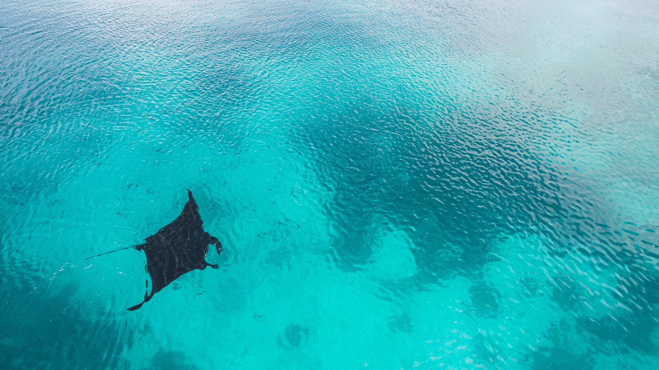 Snorkeling at Nusa Penida - photo 1