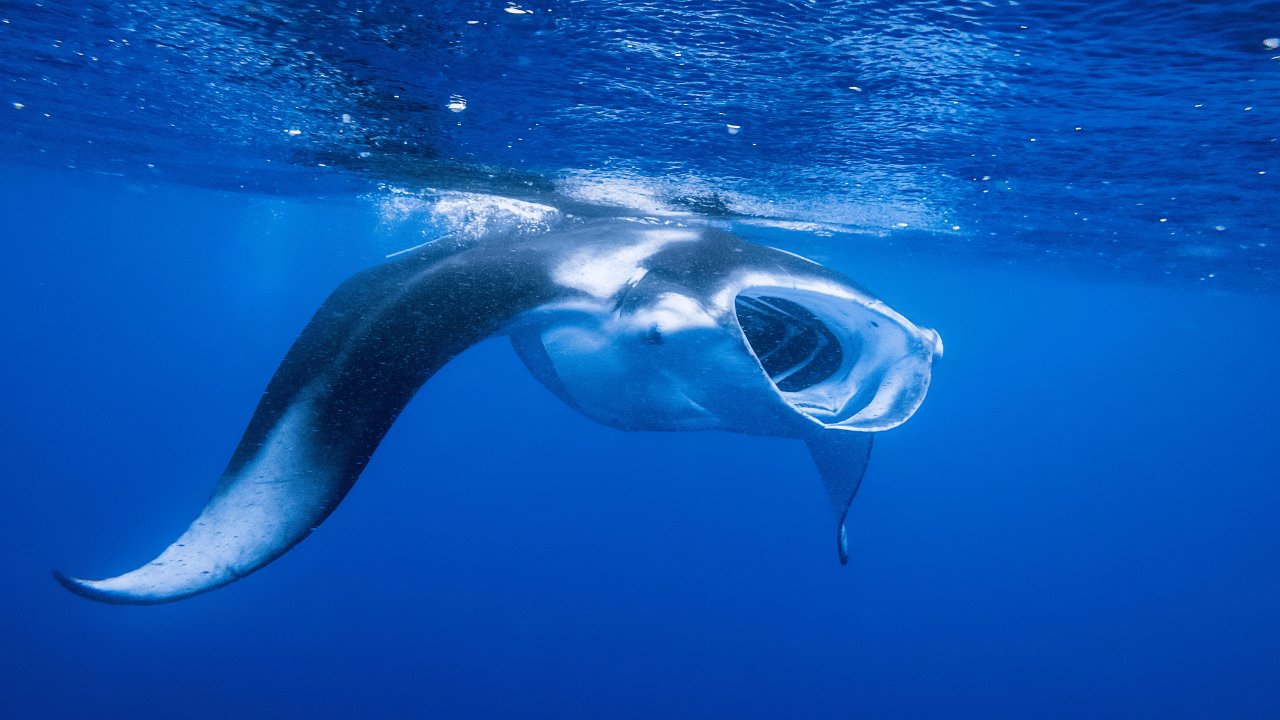 Snorkeling at Nusa Penida - photo 2